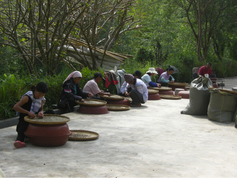 Coffee-Sorting